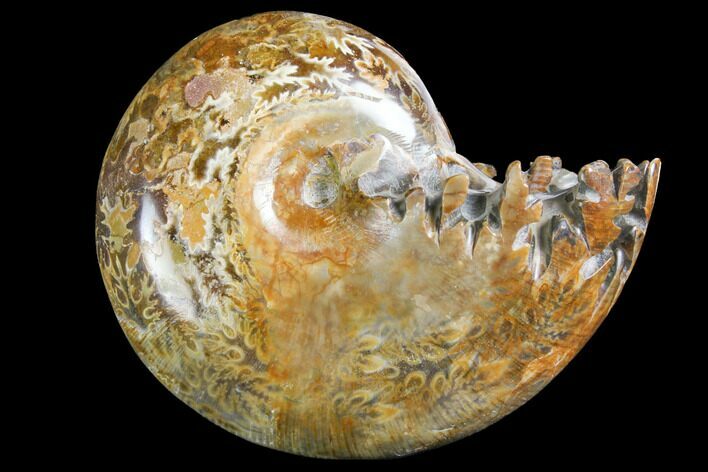 Polished, Agatized Ammonite (Phylloceras?) - Madagascar #149184